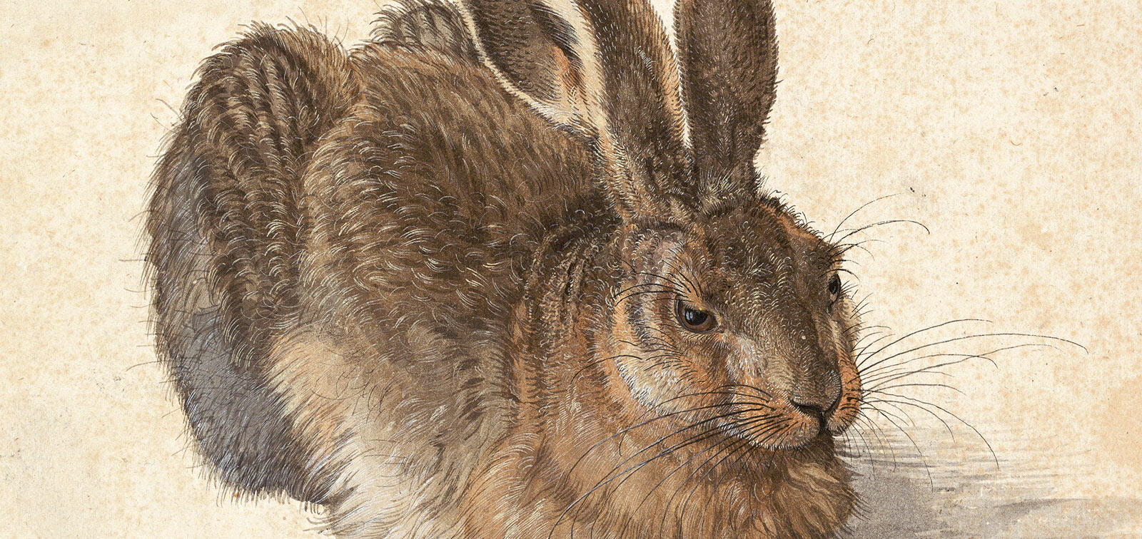 Durero. Obras maestras de la Albertina - Exposición - Museo Nacional ...